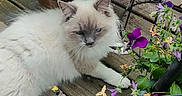 Winter is registered to the contest to win money with this photo: cat, fluffy, white_cat, blue_eyes, flowers, pink_flowers, purple_flowers, wooden_deck, outdoor, pet, nature, plant_pot, relaxing, spring, green_leaves, close_up, animal, cute, resting, summer