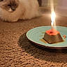 Winter joined the competition — help win amazing prizes! cat, fluffy, carpet, candle, dessert, plate, indoors, pet, animal, curious, floor, brown, beige, soft, light, shadow, celebration, quiet, still_life, warm_lighting