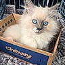 Winter joined the competition — help win amazing prizes! kitten, cat, blue_eyes, fluffy, cardboard_box, chewy_box, pet, indoor, cozy, blanket, crate, fur, whiskers, cute, small, animal, resting, portrait, young, domestic_cat