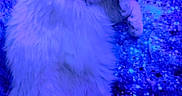 Winter joined the competition — help win amazing prizes! animal, blanket, blue_light, cat, cozy, curled_up, cute, domestic_cat, fluffy, fur, indoor, mammal, patterned, pet, purple_light, relaxed, resting, sleeping, tail, whiskers