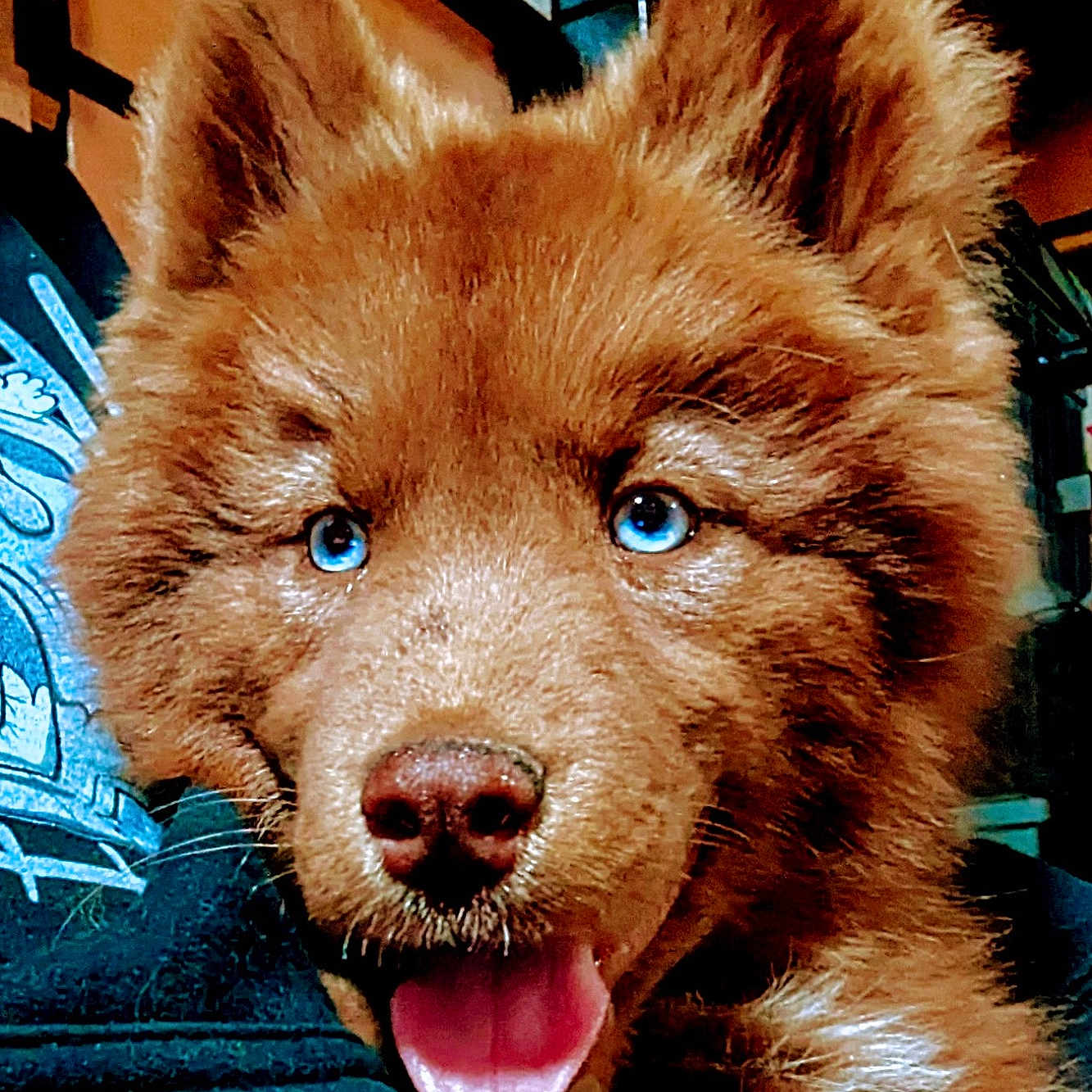 Aprilla joined the competition — help win amazing prizes! animal, blue_eyes, brown_fur, cabinet, close_up, countertop, cozy, cute, dog, fur, happy, hoodie, indoor, kitchen, person, pet, portrait, puppy, smiling, tongue