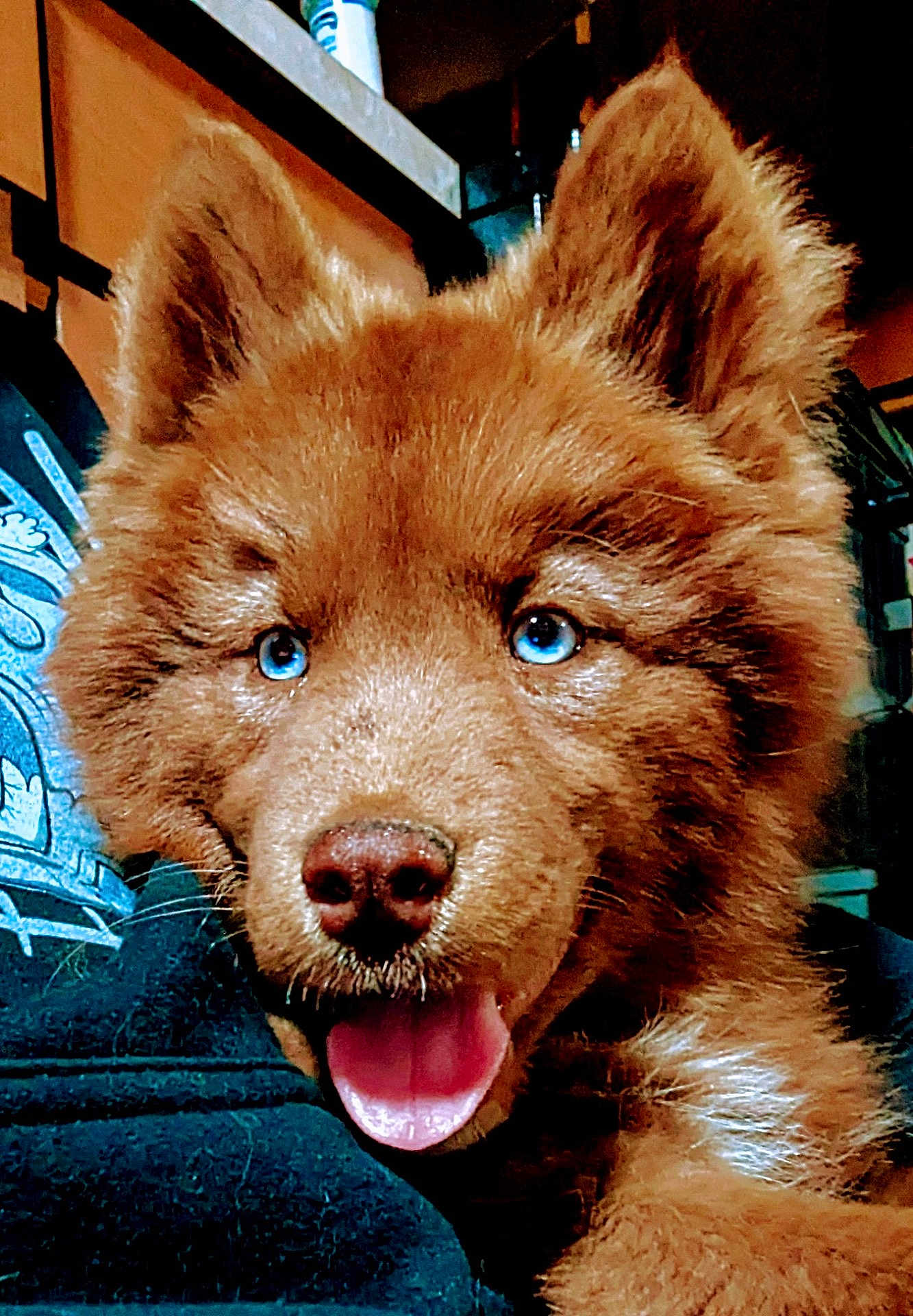 Aprilla joined the competition — help win amazing prizes! animal, blue_eyes, brown_fur, cabinet, close_up, countertop, cozy, cute, dog, fur, happy, hoodie, indoor, kitchen, person, pet, portrait, puppy, smiling, tongue