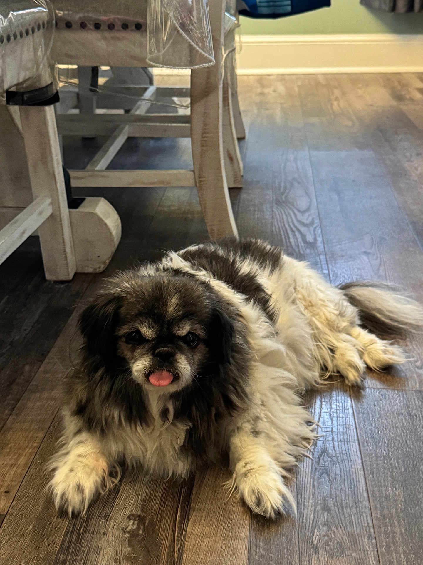 Bella is registered to the contest to win money with this photo: dog, pet, indoor, floor, wooden_floor, fur, tongue_out, resting, animal, cute, fluffy, laying_down, domestic_animal, furniture, table_leg, chair_leg, brown, white, black, cozy