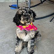 Kali joined the competition — help win amazing prizes! puppy, dog, bandana, pink, pineapple, porch, concrete, pet, cute, sitting, fluffy, black, gray, outdoor, animal, canine, young, friendly, domestic, adorable