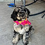 puppy, dog, bandana, pink, pineapple, porch, concrete, pet, cute, sitting, fluffy, black, gray, outdoor, animal, canine, young, friendly, domestic, adorable