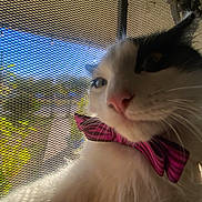 Boo is registered to the contest to win money with this photo: cat, pet, bow_tie, close_up, white_fur, black_fur, whiskers, pink_nose, mesh_screen, outdoor, sunlight, window, portrait, animal, cute, domestic_animal, feline, looking_away, fluffy, indoor