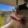 cat, pet, bow_tie, close_up, white_fur, black_fur, whiskers, pink_nose, mesh_screen, outdoor, sunlight, window, portrait, animal, cute, domestic_animal, feline, looking_away, fluffy, indoor