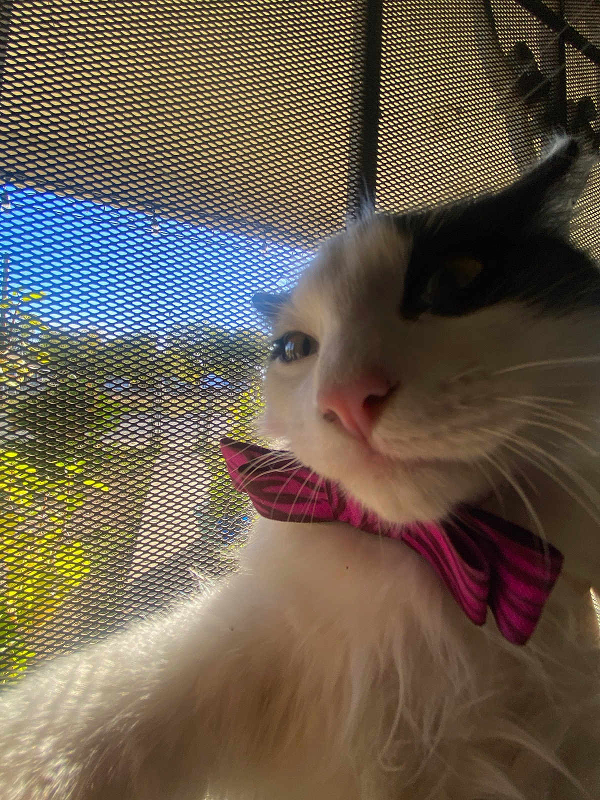 Boo is registered to the contest to win money with this photo: cat, pet, bow_tie, close_up, white_fur, black_fur, whiskers, pink_nose, mesh_screen, outdoor, sunlight, window, portrait, animal, cute, domestic_animal, feline, looking_away, fluffy, indoor
