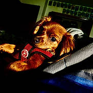 Ruby joined the competition — help win amazing prizes! dog, puppy, brown_fur, red_harness, pet, animal, indoor, shadow, light, texture, closeup, cute, small_dog, resting, fur, portrait, canine, domestic_animal, relaxed, comfortable
