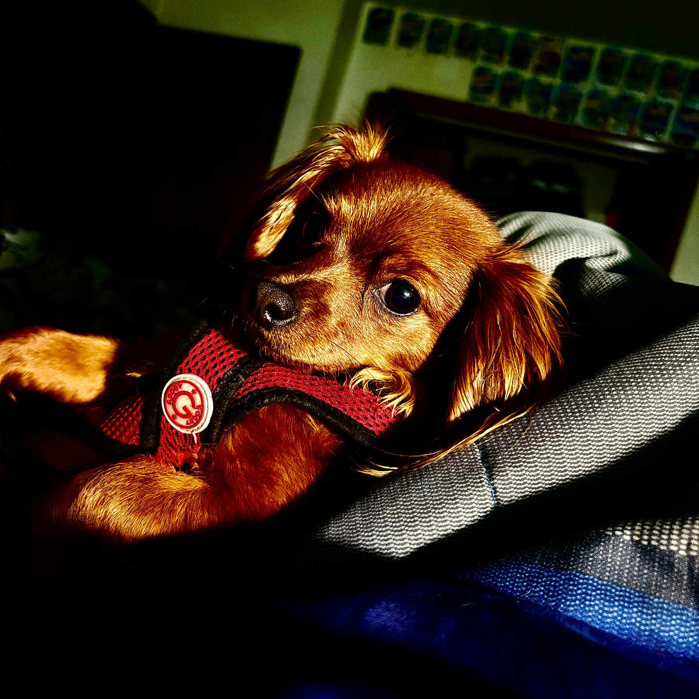 Ruby joined the competition — help win amazing prizes! dog, puppy, brown_fur, red_harness, pet, animal, indoor, shadow, light, texture, closeup, cute, small_dog, resting, fur, portrait, canine, domestic_animal, relaxed, comfortable