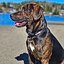 Basil joined the competition — help win amazing prizes! animal, beach, brindle, canine, collar, daytime, dog, ears, happy, lake, leash, nature, outdoor, pet, portrait, sand, side_view, sunlight, tongue, water
