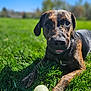 Basil joined the competition — help win amazing prizes! animal, ball, brindle, canine, closeup, cute, daytime, dog, field, grass, greenery, nature, outdoor, paw, pet, playful, relaxed, summer, sunlight, tongue