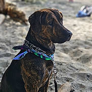 Basil is registered to the contest to win money with this photo: dog, brindle, bandana, collar, chain, leash, sand, beach, outdoor, pet, animal, side_profile, sitting, focused, nature, daylight, fur, canine, closeup, background_blur