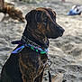 dog, brindle, bandana, collar, chain, leash, sand, beach, outdoor, pet, animal, side_profile, sitting, focused, nature, daylight, fur, canine, closeup, background_blur