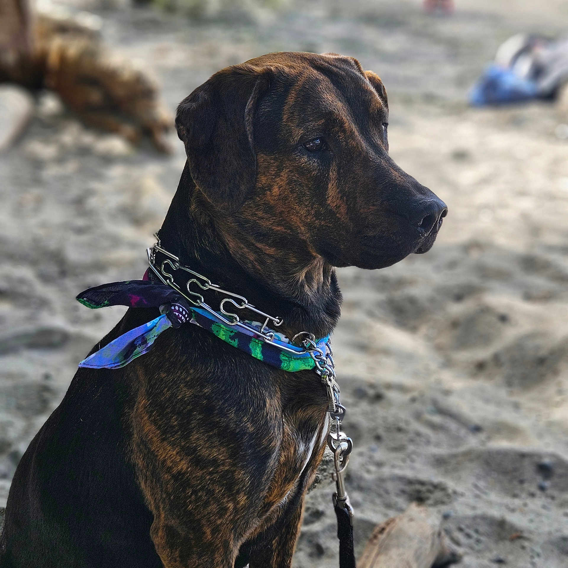 Basil