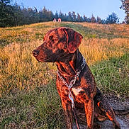 Basil is registered to the contest to win money with this photo: animal, brindle, canine, collar, daytime, dog, field, forest, golden_hour, grass, hill, landscape, leash, nature, outdoor, pet, scenery, sitting, sunlight, trees