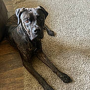 Jango is registered to the contest to win money with this photo: dog, brindle, pet, canine, lying_down, carpet, floor, indoor, animal, looking_up, ears, paws, fur, brown, black, household, relaxed, companion, domestic, mammal