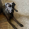 dog, brindle, pet, canine, lying_down, carpet, floor, indoor, animal, looking_up, ears, paws, fur, brown, black, household, relaxed, companion, domestic, mammal
