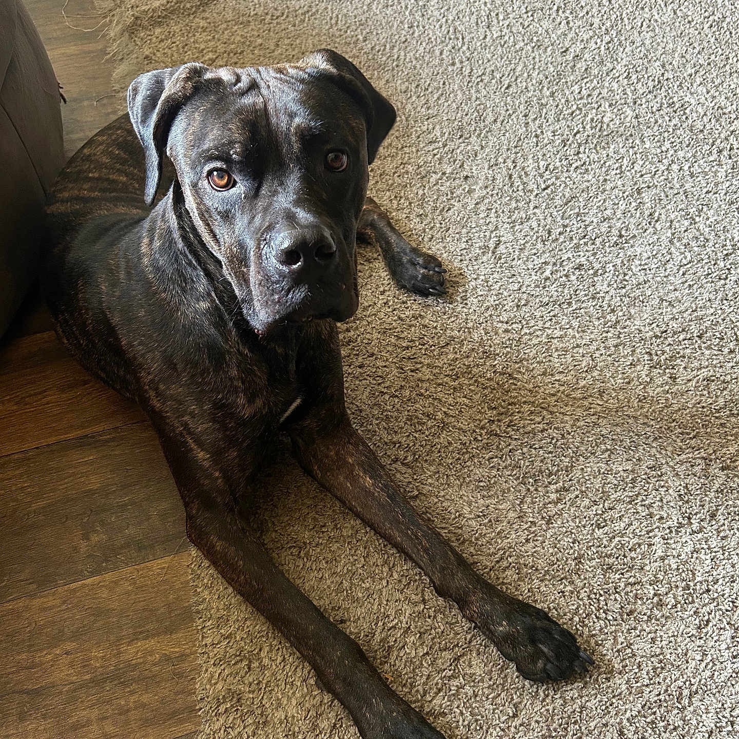 Jango
