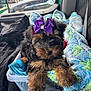 puppy, dog, bow, purple_bow, blanket, plastic_container, vehicle_interior, car_seat, cute, fluffy, small_dog, fur, brown_and_black, relaxing, indoors, pet, companion, cozy, front_seat, traffic_outside