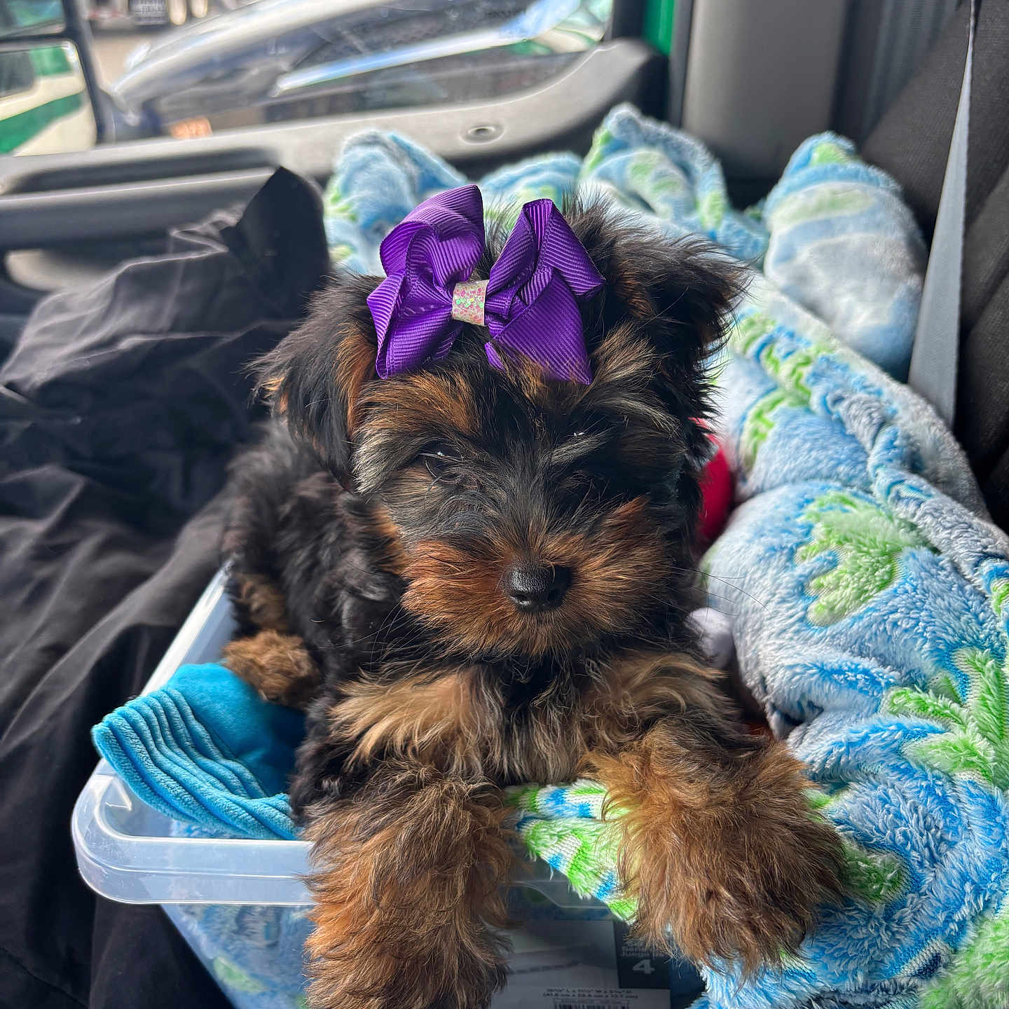 Wish is registered to the contest to win money with this photo: blanket, bow, brown_and_black, car_seat, companion, cozy, cute, dog, fluffy, front_seat, fur, indoors, pet, plastic_container, puppy, purple_bow, relaxing, small_dog, traffic_outside, vehicle_interior