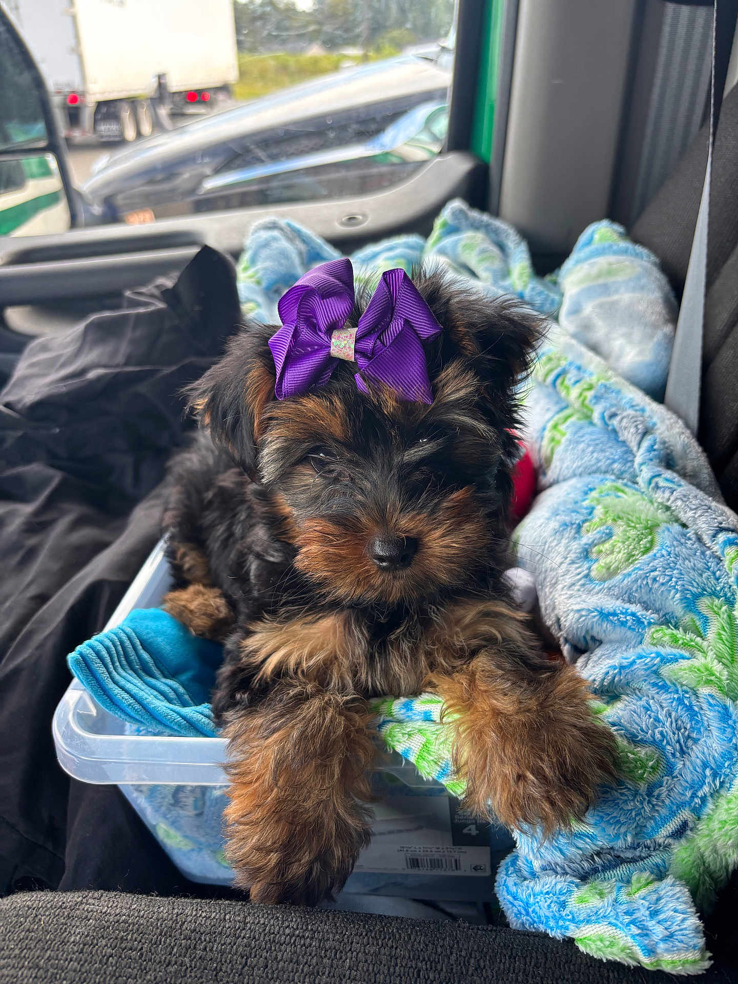 Wish is registered to the contest to win money with this photo: puppy, dog, bow, purple_bow, blanket, plastic_container, vehicle_interior, car_seat, cute, fluffy, small_dog, fur, brown_and_black, relaxing, indoors, pet, companion, cozy, front_seat, traffic_outside