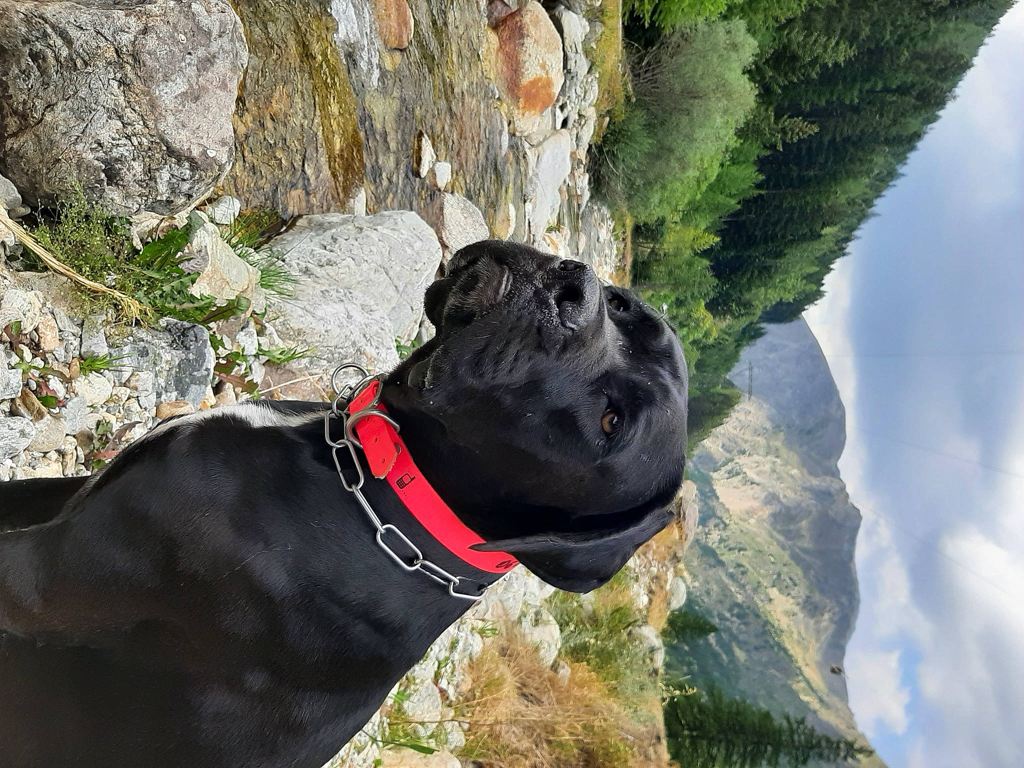 Serena a rejoint le concours — aidez-le/la à gagner de superbes lots ! adventure, bedrock, canidae, carnivore, cloud, collar, companion_dog, dog, dog_breed, dog_collar, leash, mountain, plant, rock, sculpture, sky, snout, sporting_group, tree, working_animal