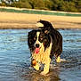 Pooky Pooky a rejoint le concours — aidez-le/la à gagner de superbes lots ! dog, water, wet, tongue_out, black_and_white, happy, playing, outdoor, nature, trees, sand, splashing, animal, canine, pet, summer, sunlight, running, fur, tail