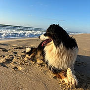 Pooky Pooky participe au concours pour gagner de l'argent avec cette photo : animal, beach, canine, coast, daytime, dog, fur, landscape, nature, ocean, outdoor, pet, relaxing, sand, sea, sky, summer, sunlight, water, waves