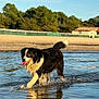 Pooky Pooky participe au concours pour gagner de l'argent avec cette photo : dog, water, beach, wet, splashing, happy, tongue_out, outdoor, nature, reflection, sunlight, fur, animal, canine, summer, landscape, trees, sky, sand, playful