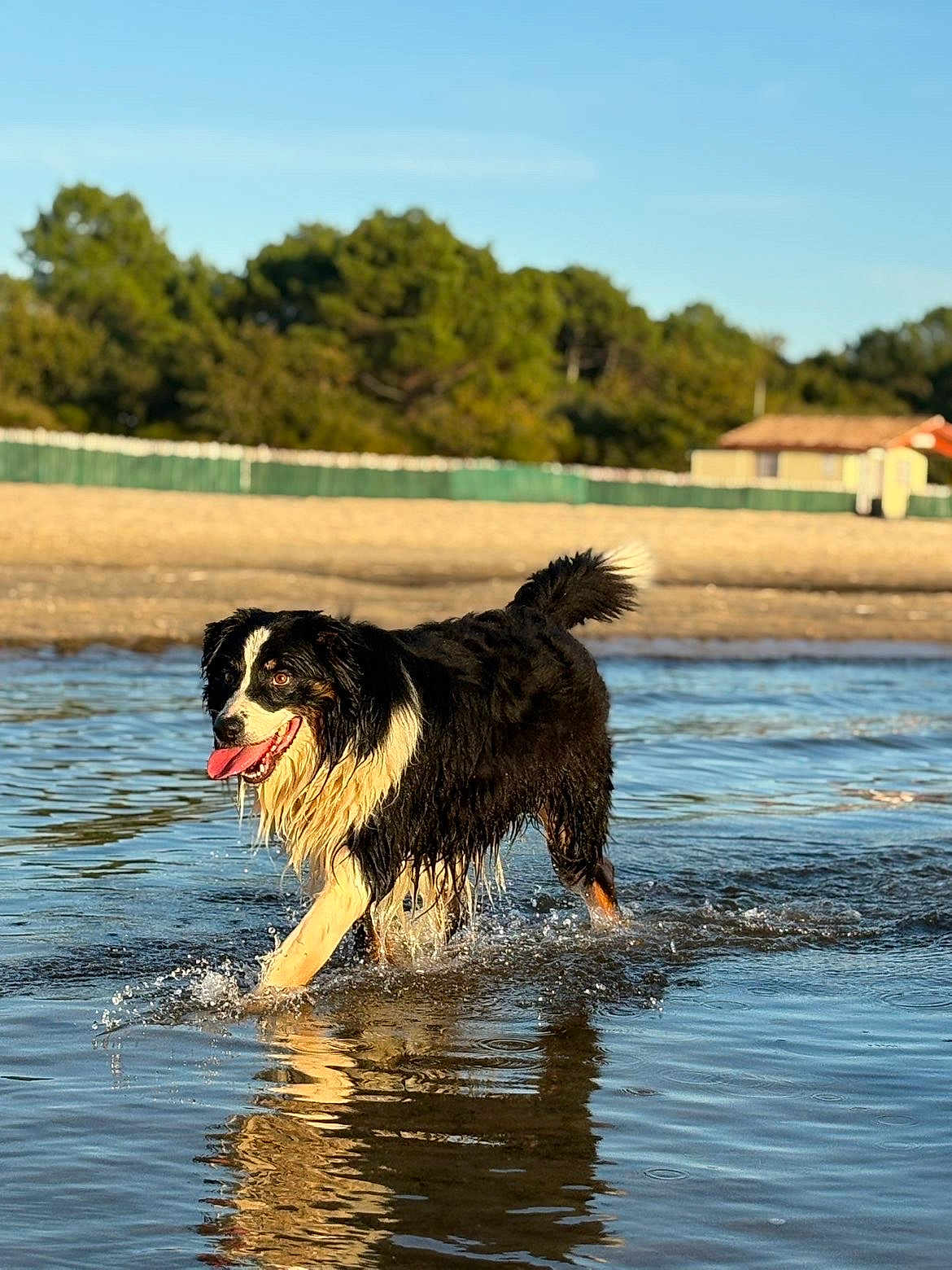 Pooky Pooky participe au concours pour gagner de l'argent avec cette photo : dog, water, beach, wet, splashing, happy, tongue_out, outdoor, nature, reflection, sunlight, fur, animal, canine, summer, landscape, trees, sky, sand, playful