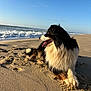 dog, beach, sand, ocean, waves, sky, sunlight, outdoor, animal, canine, relaxing, nature, sea, water, summer, daytime, fur, pet, landscape, coast