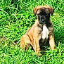 puppy, dog, grass, outdoor, nature, animal, pet, young_dog, sitting, greenery, sunlight, canine, cute, fur, adorable, mammal, field, playful, daytime, black_face