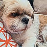 animal, black_nose, blanket, brown_fur, close_up, couch, cozy, cream_fur, cushion, dark_eyes, dog, fluffy, indoor, lying_down, pet, portrait, resting, scruffy, shih_tzu, small_dog