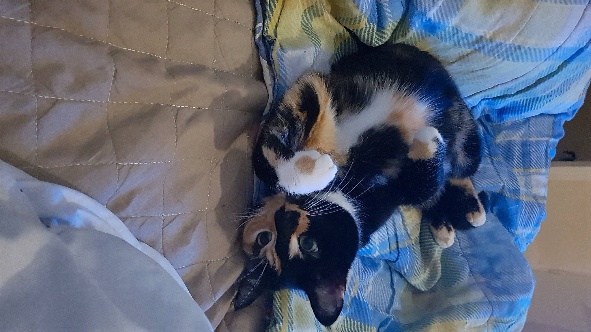 Mystie a rejoint le concours — aidez-le/la à gagner de superbes lots ! canidae, carnivore, cat, claw, comfort, companion_dog, dog_breed, domestic_short_haired_cat, electric_blue, felidae, fur, linens, nap, paw, pet_supply, small_to_medium_sized_cats, snout, sporting_group, tail, whiskers