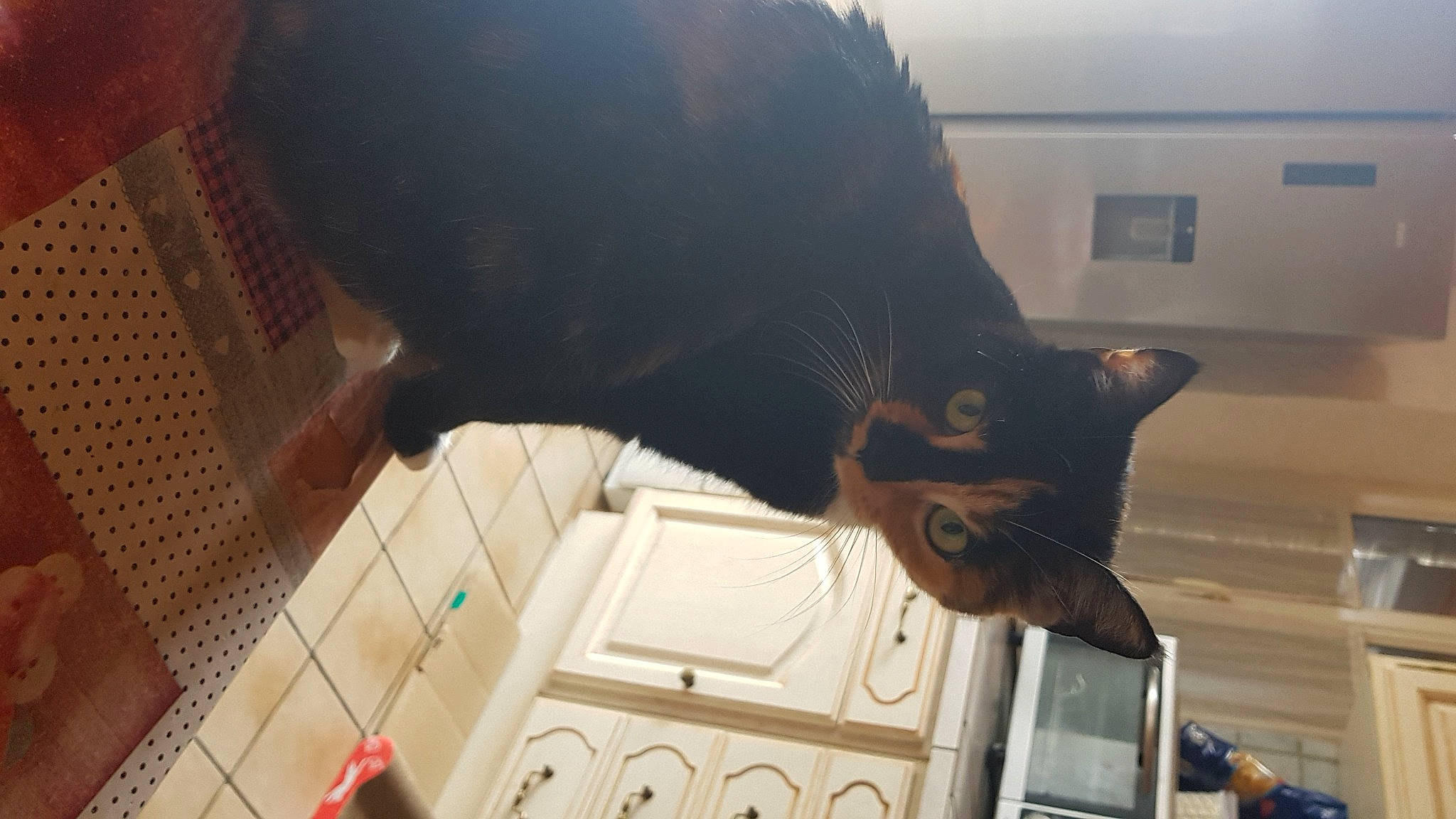 Mystie a rejoint le concours — aidez-le/la à gagner de superbes lots ! black_cat, brown, carnivore, cat, comfort, domestic_short_haired_cat, felidae, flooring, fur, room, small_to_medium_sized_cats, snout, tail, tints_and_shades, whiskers, window, wood