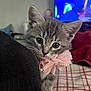 Mi Nina is registered to the contest to win money with this photo: black_cloth, blanket, bow, cat, closeup, collar, cozy, ears, eyes, furniture, human_face, indoor, kitten, pet, pink_ribbon, plaid_bedspread, portrait, tv, tv_screen, whiskers