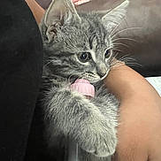 Mi Nina joined the competition — help win amazing prizes! animal, bottle, cat, close_up, couch, cute, eyes, fur, holding, human_arm, indoor, kitten, paw, pet, pink_cap, portrait, relaxing, sofa, tabby_cat, whiskers