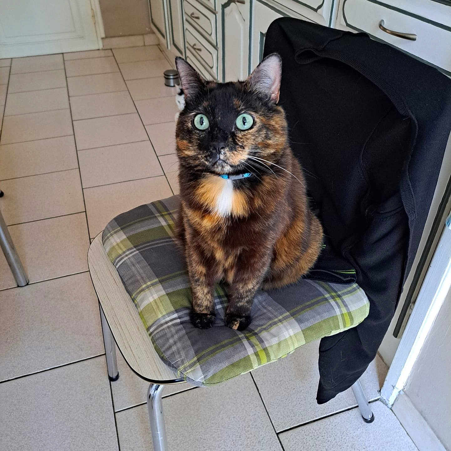 Lucius participe au concours pour gagner de l'argent avec cette photo : animal, cabinet, cat, chair, collar, countertop, cushion, domestic, feline, floor_tiles, fur, green_eyes, indoor, jacket, kitchen, looking_up, pet, plaid_pattern, sitting, tortoiseshell_cat