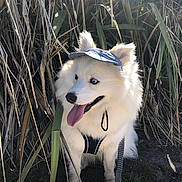 Vegas a rejoint le concours — aidez-le/la à gagner de superbes lots ! dog, white_dog, blue_eyes, visor_hat, tongue_out, happy, outdoor, grass, dry_grass, nature, pet, canine, leash, sunlight, fluffy, sitting, portrait, animal, summer, cute