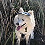 dog, white_dog, blue_eyes, visor_hat, tongue_out, happy, outdoor, grass, dry_grass, nature, pet, canine, leash, sunlight, fluffy, sitting, portrait, animal, summer, cute