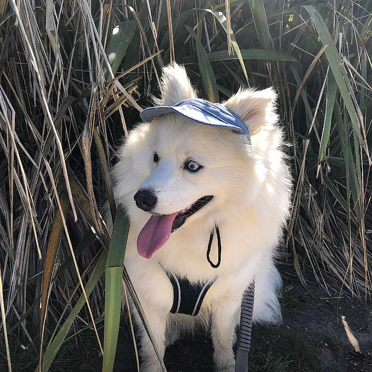 Vegas a rejoint le concours — aidez-le/la à gagner de superbes lots ! animal, blue_eyes, canine, cute, dog, dry_grass, fluffy, grass, happy, leash, nature, outdoor, pet, portrait, sitting, summer, sunlight, tongue_out, visor_hat, white_dog