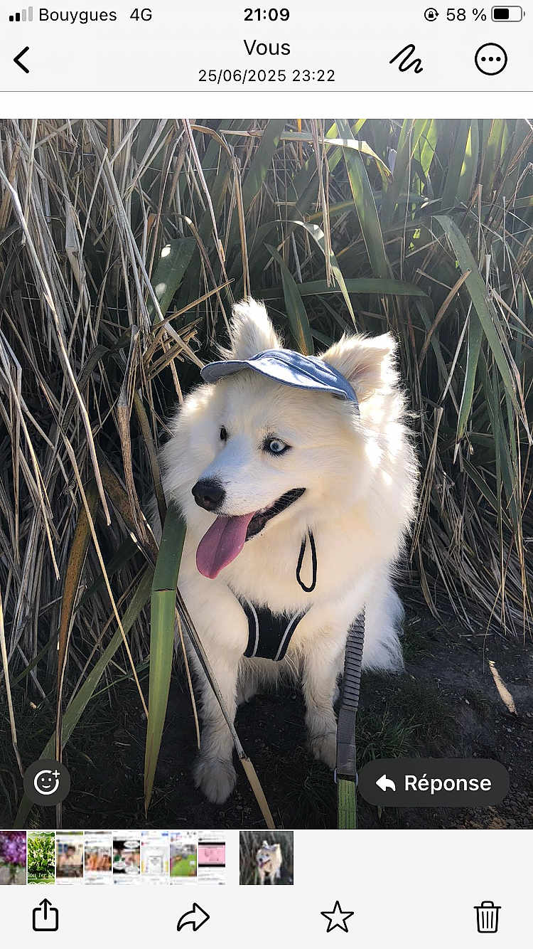 Vegas a rejoint le concours — aidez-le/la à gagner de superbes lots ! dog, white_dog, blue_eyes, visor_hat, tongue_out, happy, outdoor, grass, dry_grass, nature, pet, canine, leash, sunlight, fluffy, sitting, portrait, animal, summer, cute