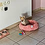 dog, puppy, pink_bed, pet_toys, floor_tiles, indoor, pet_bowl, plush, small_dog, cute, furry, resting, calm, home, corner, wall, light, shadow, companion, animal