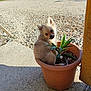 puppy, dog, flower_pot, plant, outdoor, sunlight, gravel, greenery, curious, small_dog, pet, cute, head_tilt, nature, garden, brown_pot, young_dog, animal, adorable, sitting