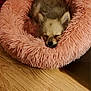 dog, sleeping, bed, pink, fluffy, furry, cozy, cute, pet, indoor, wooden_floor, small_dog, rest, relaxation, snuggle, animal, fur, nose, ears, closed_eyes
