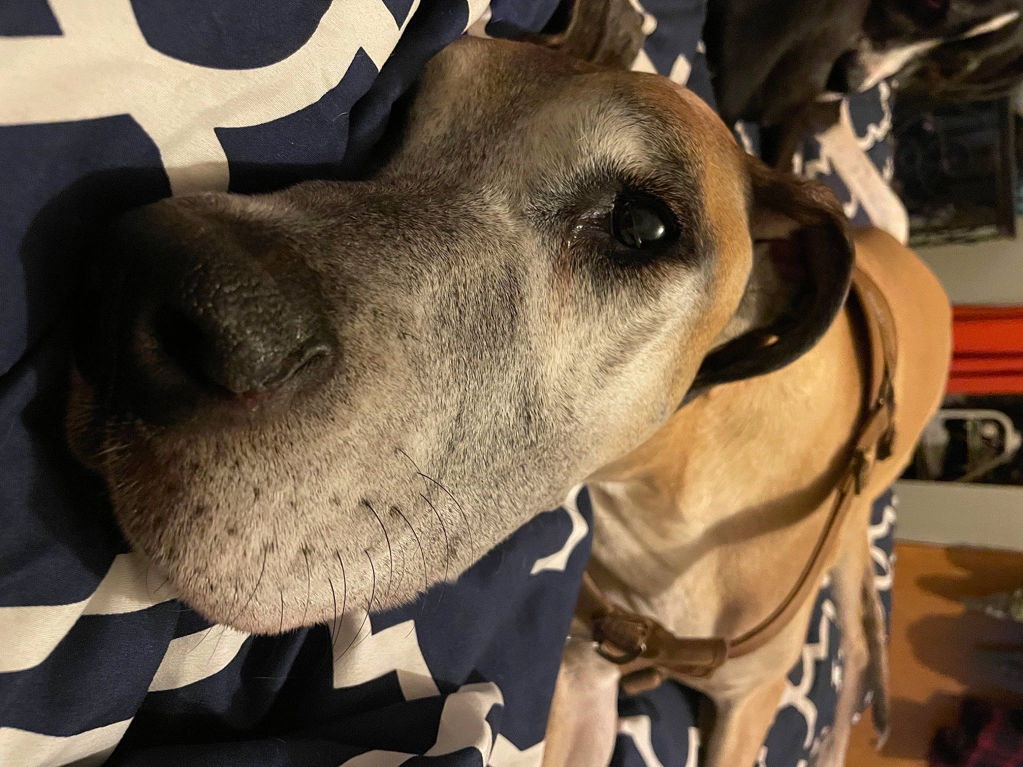 Gus joined the competition — help win amazing prizes! canidae, carnivore, collar, companion_dog, dog, dog_breed, dog_collar, fawn, giant_dog_breed, great_dane, guard_dog, jaw, metal, non_sporting_group, sighthound, snout, sporting_group, whiskers, working_animal, working_dog