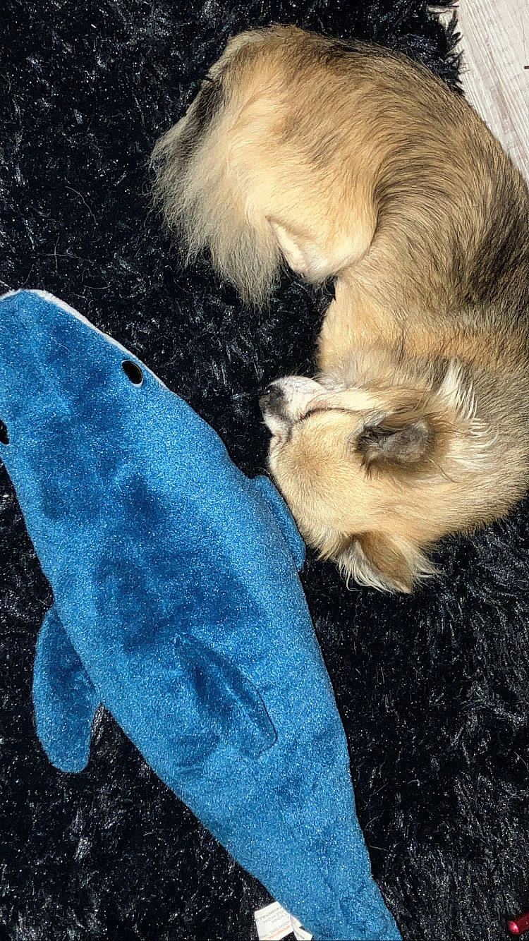 Galéo participe au concours pour gagner de l'argent avec cette photo : cap, carnivore, claw, companion_dog, dog, dog_breed, electric_blue, fashion_accessory, fawn, felidae, fur, fur_clothing, gesture, paw, small_to_medium_sized_cats, snout, tail, toy_dog, whiskers, woolen