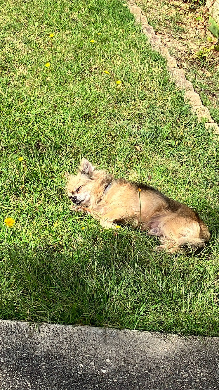 Galéo participe au concours pour gagner de l'argent avec cette photo : big_cats, canidae, carnivore, companion_dog, dog_breed, fawn, felidae, grass, grassland, groundcover, lion, pasture, plant, small_to_medium_sized_cats, snout, sporting_group, tail, terrestrial_animal, whiskers, wildlife