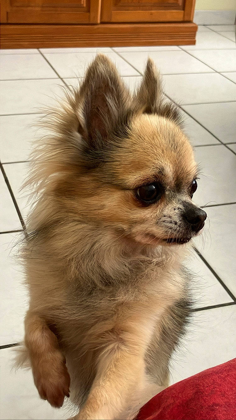 Galéo participe au concours pour gagner de l'argent avec cette photo : canidae, carnivore, companion_dog, dog, dog_breed, dog_supply, door, eye, fawn, flooring, fur, liver, non_sporting_group, snout, terrestrial_animal, toy_dog, whiskers, wood, working_animal